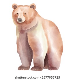 Watercolor brown bear. Vector illustration with hand drawn bear animal. Clip art image.