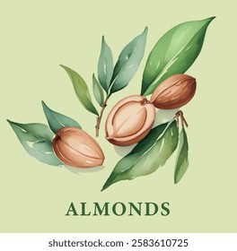 Watercolor Brush of Almonds on Branch collection