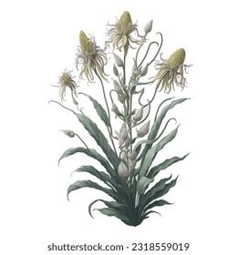 Watercolor Bulbophyllum Vector: A captivating representation of the unique Bulbophyllum orchid in a vectorized watercolor style.
