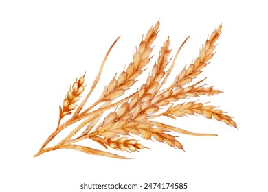 Watercolor bunch of ripe wheat spikes, cut out from white background