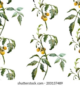 watercolor, bush tomato