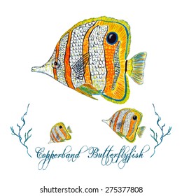 Watercolor Butterflyfish, isolated on white background. Tropical fish mascot, team logo. Elegant concept for Aquarium, Swimming Lessons, Diving courses & Eco Tourism. Element for your design.