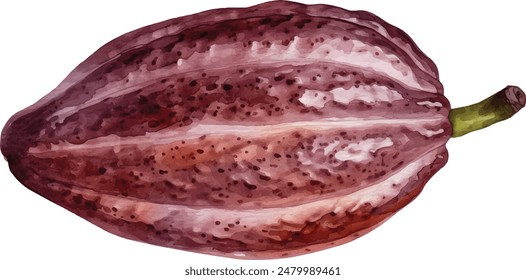 Watercolor Cacao Illustration - Cocoa Pods Isolated on White