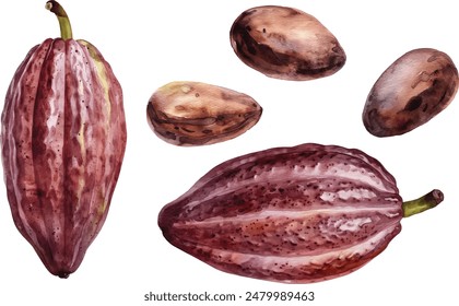 Watercolor Cacao Illustration - Cocoa Pods and Beans Isolated on White