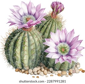 watercolor cactus. Raster illustration. illustration for greeting cards, invitations, and other printing projects. on white background.High resolution.Clipping path included