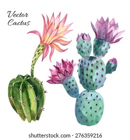 Watercolor cactus set isolated on white background. Hand painted vector illustration