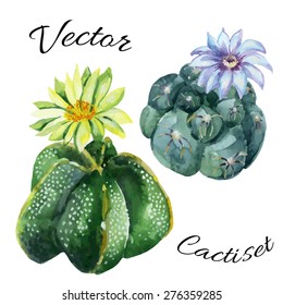 Watercolor cactus set isolated on white background. Hand painted vector illustration