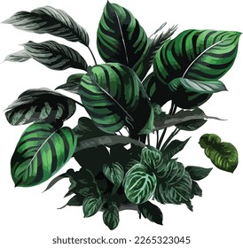 watercolor Calathea orbifolia plants vector