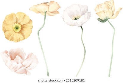 Watercolor california orange poppies isolated. Hand painted illustration with sunny bright orange and yellow flowers to design invitations, postcards and other print