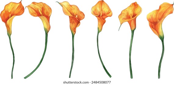 Watercolor Calla Lily Clipart. Bridal Shower Invitation. Wedding Flowers Clipart. Thanksgiving Decor. Floral Yellow Color. Summer Set of Flowers 