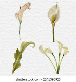 watercolor calla lily collection set