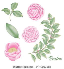 Watercolor camellia flowers and buds