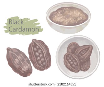 Watercolor Cardamon Seeds And Powder. Vector Illustration.	