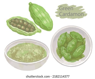 Watercolor Cardamon Seeds And Powder. Vector Illustration.	