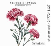 Watercolor carnation sim carnations clipart floral vector