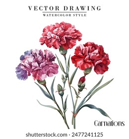 Watercolor carnation sim carnations clipart floral vector