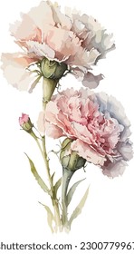 Watercolor carnations no shadow white background illustration