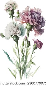 Watercolor carnations no shadow white background illustration