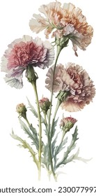 Watercolor carnations no shadow white background illustration