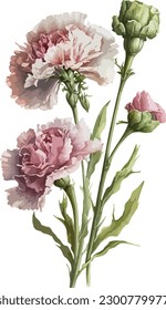 Watercolor carnations no shadow white background illustration