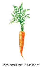 Watercolor Carrot isolated on a white background. Hand drawn plant illustration. Vector picture