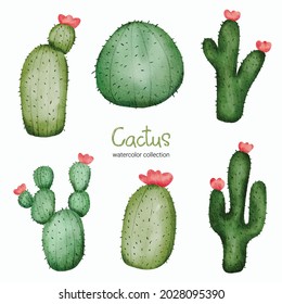 Watercolor catus toy object asset. Baby toy stuffs set of cactus plant, it soft, sterile, chemical-free, using natural fibers in production. safe for children. vector illustration flat design