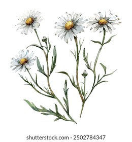 Watercolor of Chamomile flower, isolated on a white background, Chamomile vector