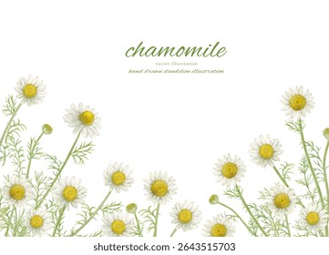 Watercolor chamomile flowers and natural background material
