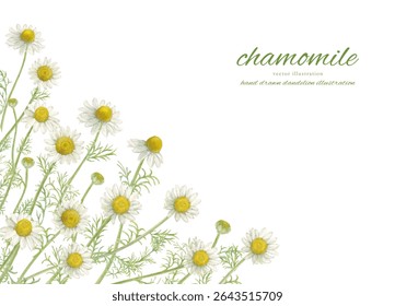 Watercolor chamomile flowers and natural background material
