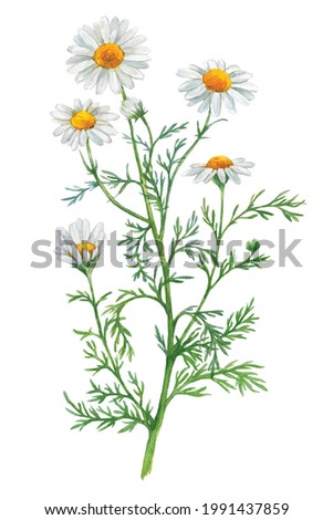 Watercolor Chamomile isolated on a white background. Hand drawn herb illustration. Vector picture