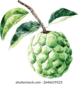Aquarela Cherimoya Fruit com Folhas ilustração vetor