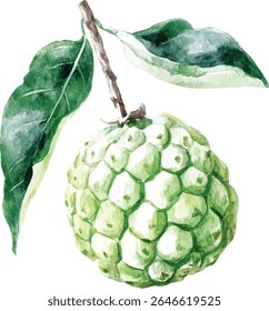 Aquarela Cherimoya Fruit com Folhas ilustração vetor