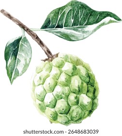 Aquarela Cherimoya Fruit com Folhas ilustração vetor