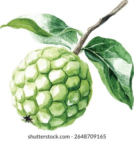 Aquarela Cherimoya Fruit com Folhas ilustração vetor