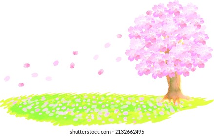 watercolor cherry blossom flowers and petals falling