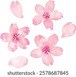 Watercolor cherry blossom vector material set