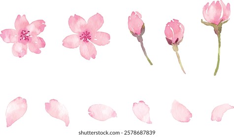 Watercolor cherry blossom vector material set