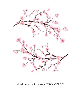 Watercolor cherry blossom vector. Pink sakura flower background. Cherry blossom flower blooming vector. Cherry blossom branch with sakura flower. Sakura on white background. Watercolor cherry bud.