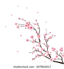 Watercolor cherry blossom vector. Sakura on white background. Watercolor cherry bud. Cherry blossom branch with sakura flower. Cherry blossom flower blooming vector. Pink sakura flower background.