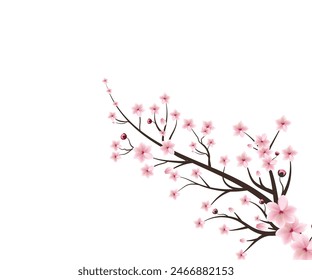 Watercolor cherry blossom vector. sakura on white background. watercolor cherry bud. cherry blossom branch with sakura flower. cherry blossom flower blooming vector. pink sakura flower background.
