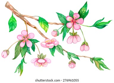 Watercolor cherry branch with flowers isolated on white.