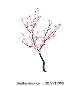 Watercolor cherry bud. Cherry blossom branch with sakura flower. Watercolor cherry blossom vector. Pink sakura flower background. Cherry blossom flower blooming vector. Sakura on white background.