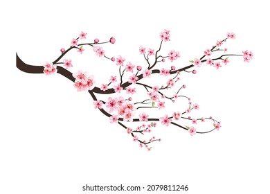 Watercolor cherry bud. Cherry blossom flower blooming vector.  Cherry blossom branch with sakura flower. Sakura on white background. Pink sakura flower background. Watercolor cherry blossom vector.