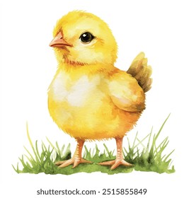 watercolor of chicken clipart illustration isolated