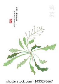 Watercolor Chinese ink paint art illustration nature plant from The Book of Songs Shepherd's Purse. Translation for the Chinese word : Plant and Shepherd's Purse