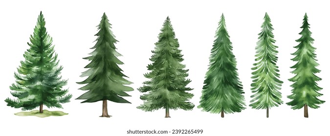 Watercolor Christmas Spruce and Pine Tree Illustration