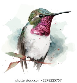 Wasserfarbe von Anna Hummingbird Vektordesign einzeln auf weißem Hintergrund.