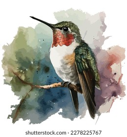 Wasserfarbe von Anna Hummingbird Vektordesign einzeln auf weißem Hintergrund.