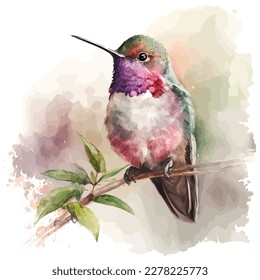 watercolor of chubby Anna Hummingbird vector design, isolated in white background.