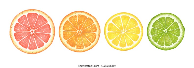 Watercolor Citruses. Grapefruit, Orange, Lemon And Lime.